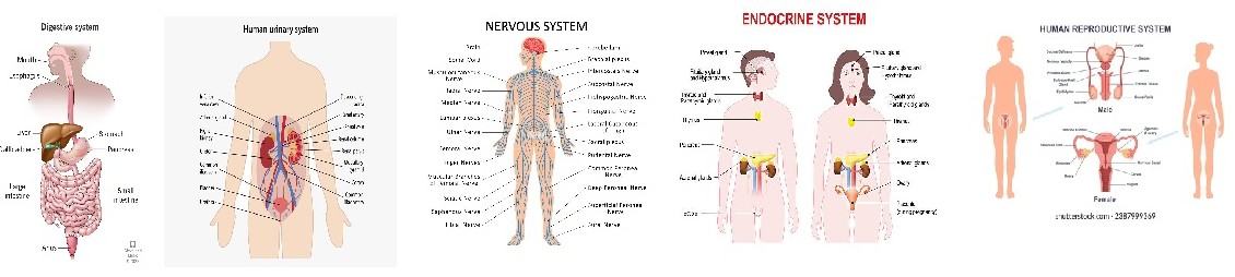 MM10308 STRUCTURE, FUNCTION & METABOLISM OF HUMAN BODY 2 [2-2025/2026]