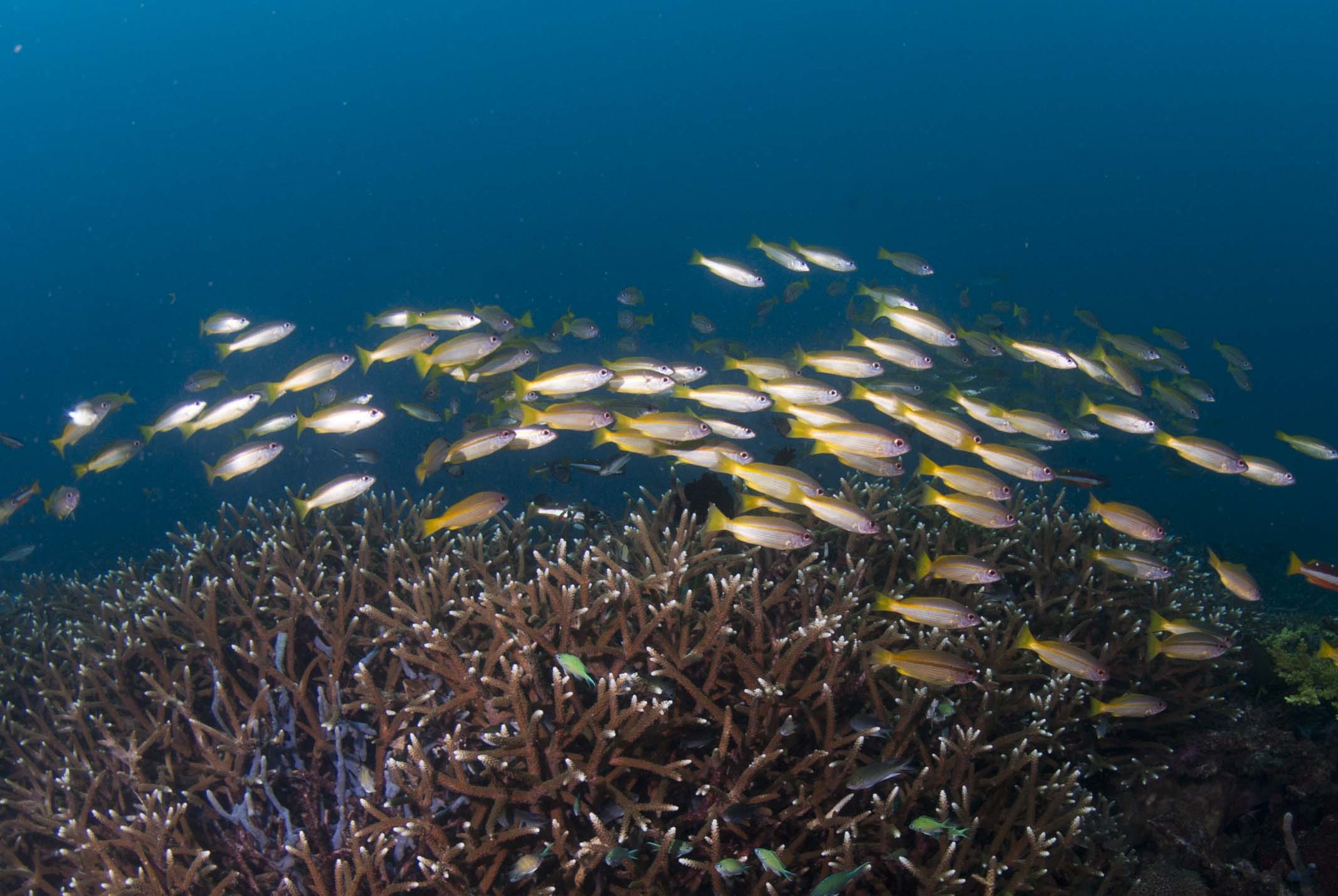 SQ21602 SEKURITI MAKANAN LAUT [2-2025/2026]