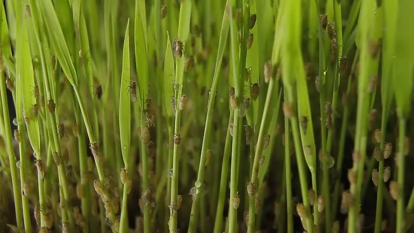 RC21803 PENGURUSAN PEROSAK TANAMAN [2-2022/2023]