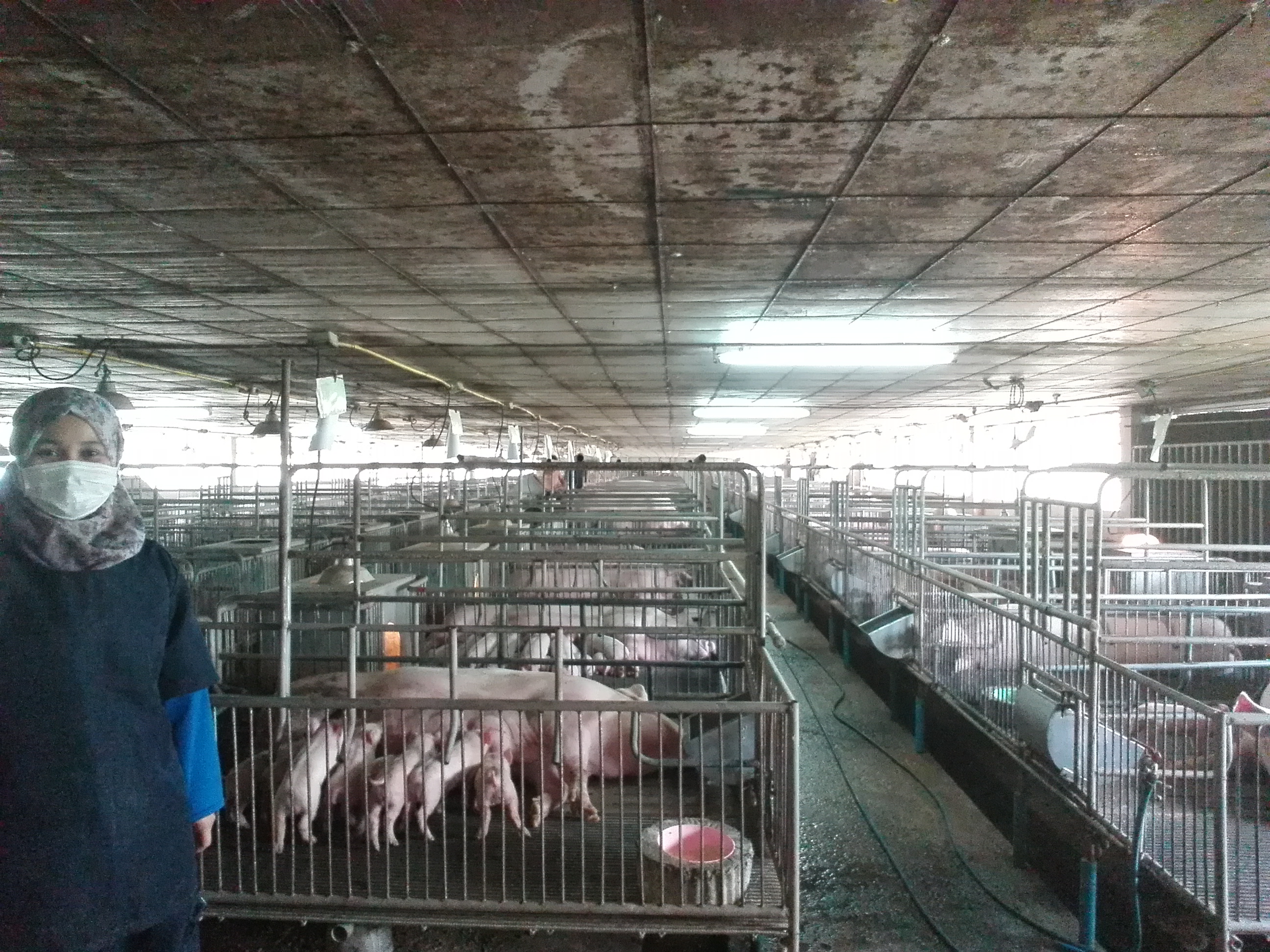 RL22203 PENGELUARAN BABI [2-2022/2023]