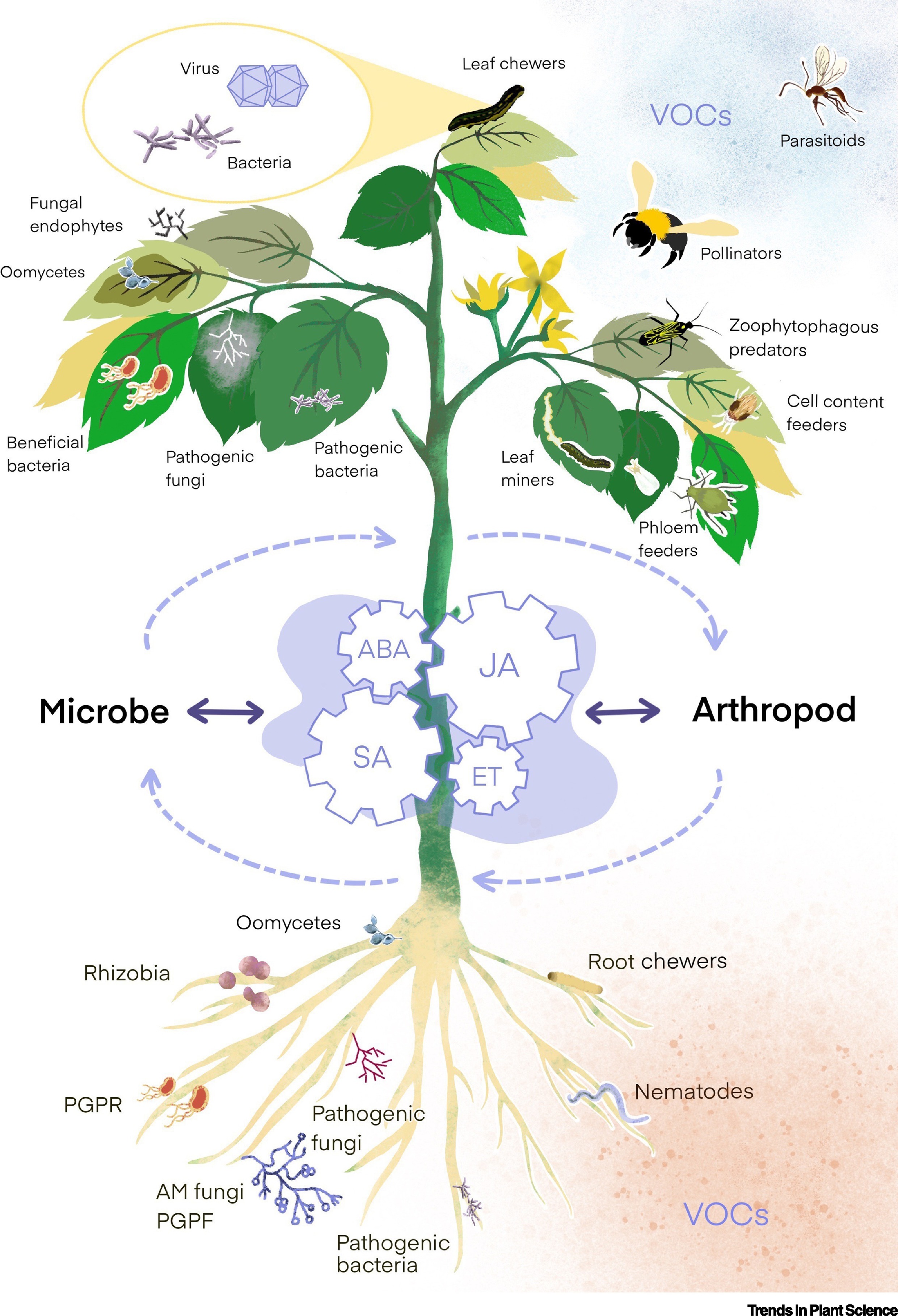 RC21203 PATOLOGI TUMBUHAN [2-2023/2024]