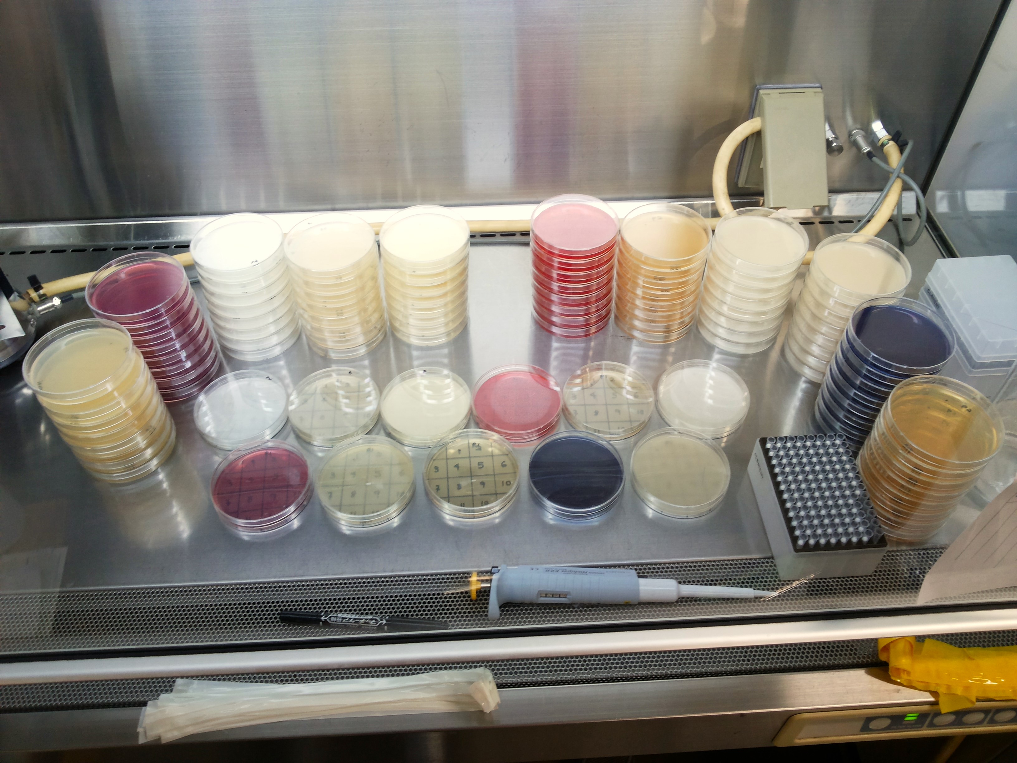 RT20203 MIKROBIOLOGI PERTANIAN [2-2023/2024]